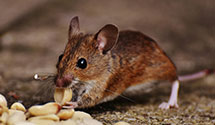 24 Hour & Emergency Exterminators in University Of Colorado, CO